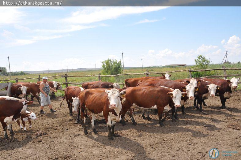 Разведением элитного скота решили заняться в Кочетовке (ФОТО)
