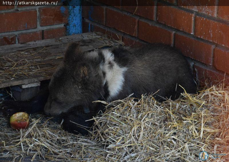 В Аткарском зоопарке поселился пятимесячный медвежонок