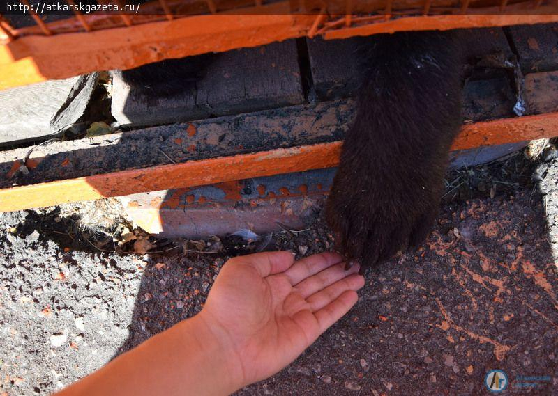 В Аткарском зоопарке поселился пятимесячный медвежонок
