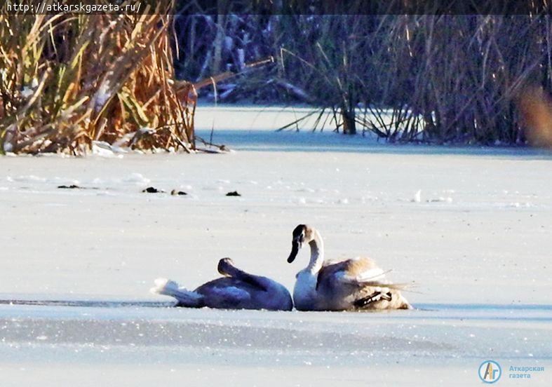 Драма на лебедином озере