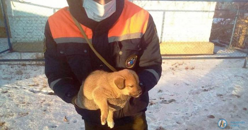 На Революционной спасатели вытащили щенка из колодца